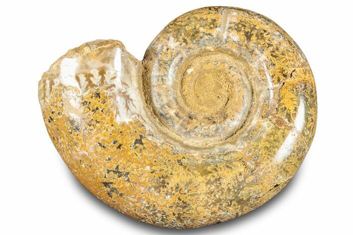 Jurassic Ammonite (Hemilytoceras) Fossil - Madagascar #283465